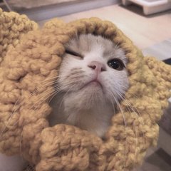 小狐狸钱包安卓版